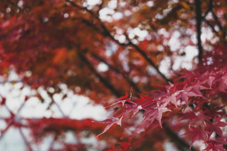 Dense autumn maple foliage low angle view