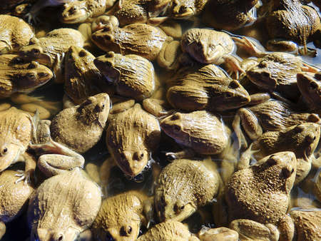 Frogs の写真素材