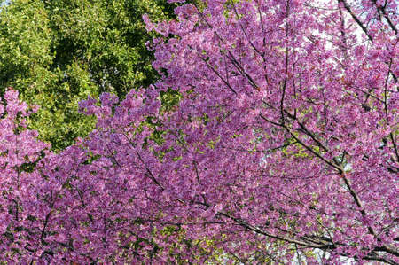 Flower queen tiger in the north of Thailand の写真素材