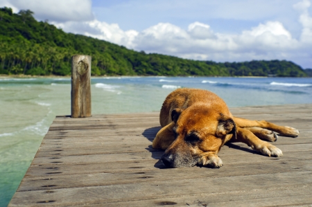 Dog relax on the terrace in the middle of nature の写真素材
