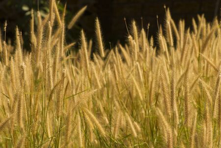 Grass  の写真素材