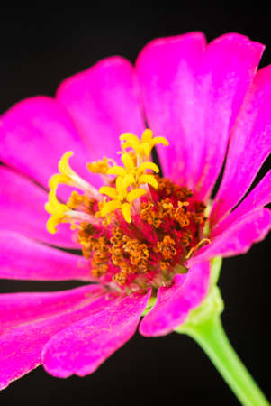 purple flowerの写真素材