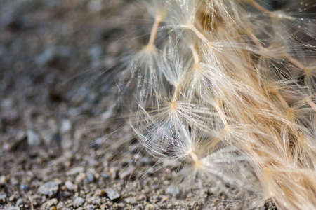 closeup fluffy sporeの写真素材