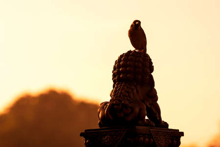 bird at sunsetの写真素材