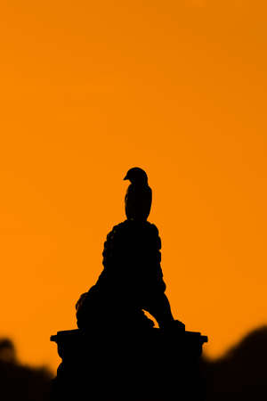 Silhuette bird at sunsetの写真素材