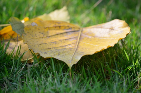 Yellow leaves on green grass.の写真素材