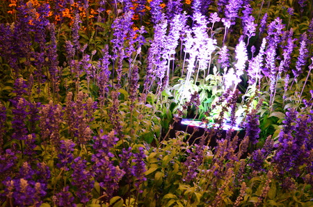 Blue flowers and lightsの写真素材