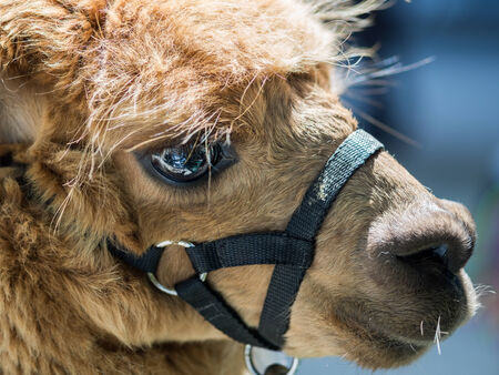 brown alpaca with a close up look of the eyeの写真素材