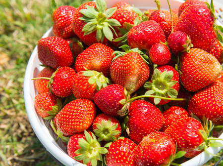 pile of red delicious freshly picked strawberry in white basket from the farmの写真素材