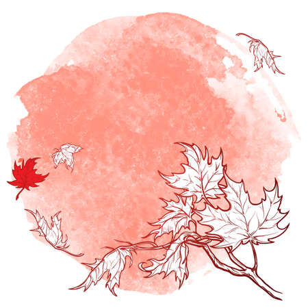 Wind stripping leaves off the Maple branch. Desaturated Red grunge spot background. Autumn mood. Hand drawn sketch.の写真素材