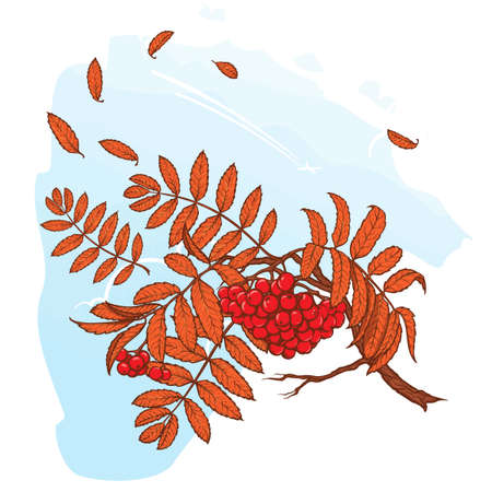 Wind stripping leaves off the Rowanberry branch. Autumn mood. Hand drawn sketch with watercolor imitation. EPS10 vector illustration.のイラスト素材