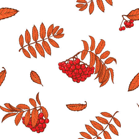 Autumn rowanberry leaves and berries. Detailed intricate hand drawing. Chaotic distribution of elements. Red on white seamless pattern. EPS10 vector illustration.のイラスト素材