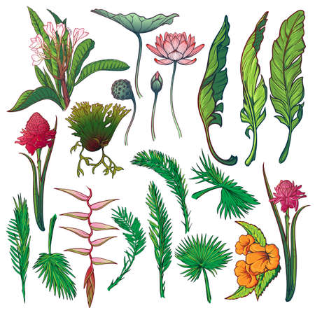 Hand drawn flowers and leaves of tropical plants. Brightly colored floral set isolated on white background, lotus vector illustration.のイラスト素材