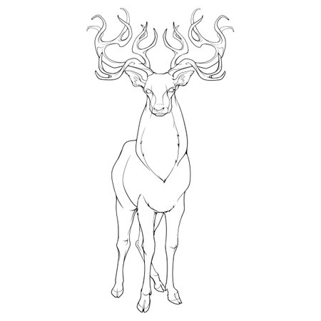 A red deer stag standing in full height, front view, magnificent antlers. Black Line drawing isolated on white background. EPS10 Vector illustrationのイラスト素材