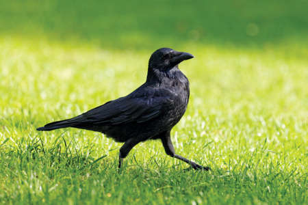 Black crow on green backgroundの写真素材