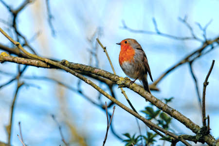 Small robin on a tree branchの写真素材