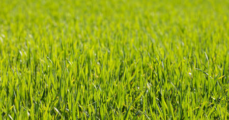 Green spring grass in foreground, blurred background