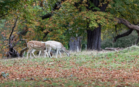 Fallow deers in fall woodlandの写真素材