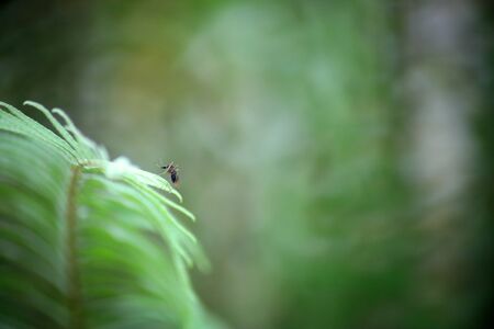 A large mosquito stands on the fern leaf in the forest, Nature photos in the forest.の写真素材