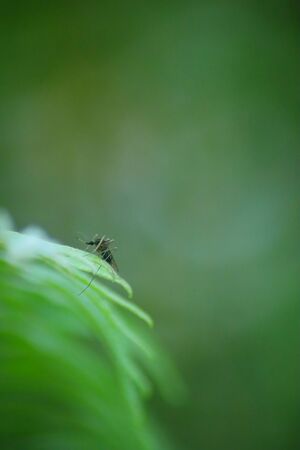 A large mosquito stands on the fern leaf in the forest, Nature photos in the forest.の写真素材