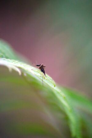 A large mosquito stands on the fern leaf in the forest, Nature photos in the forest.の写真素材