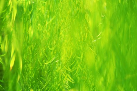 Close-up green willow leaves of nature in the garden, natural green background, wallpaper willow...