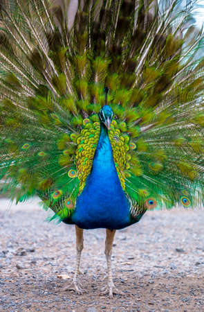 Male indian Peacock showing his beautiful blue tail feathersの写真素材