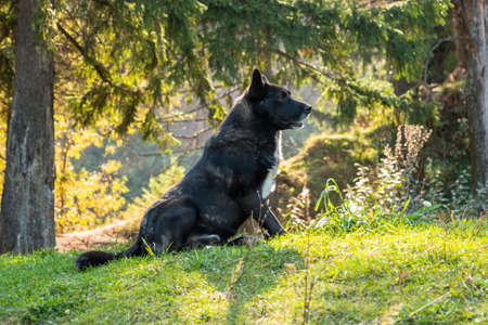 Wolfhound sits in a clearing in the woods under spruce. Black colored wolf-dog with white hairs on the chest. Sitting dog on green grass.の写真素材