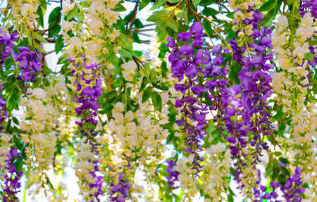 White and purple hanging flowers background. Beautiful floral decoration for wedding ceremonyの写真素材