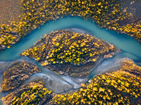 Yellow Larches on Island and Chuya River in Autumn. Aerial Vertical Top-Down View. Kurai Steppe,...