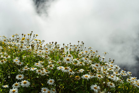 Chamomile Flowers on Mountain Slope and Fog. Madeira, Portugal.の写真素材