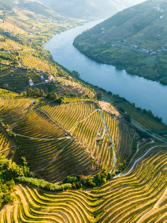 Douro Valley and Douro River. Vineyards and Green Terraces on Sunny Morning. Portugal. Aerial High...