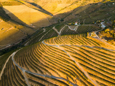 Vineyards of Douro Valley. Green Terraces at Sunset. Portugal. Golden Hour. Aerial Drone Shotの写真素材