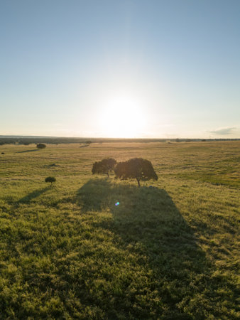 Landscape of Alentejo, Portugal at Sunset. Green Field and Oak Trees. Aerial Viewの写真素材