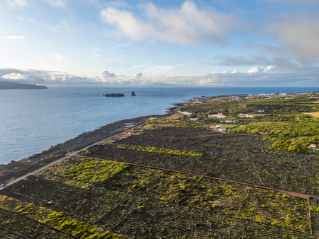 Volcanic Basalt Stone Protective Walls and Vineyards on Pico Island. Atlantic Ocean. Azores. Portugal. Aerial Shotの写真素材