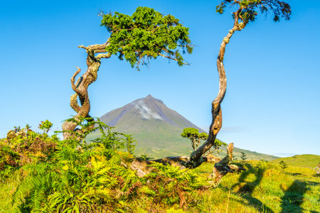 Mount Pico, Green Vegetation and Azores Juniper Trees in Sunny Morning. Clear Blue Sky. Pico Island, Azores. Portugalの写真素材