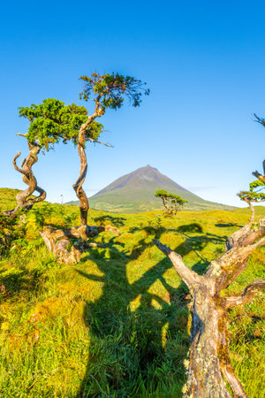 Mount Pico and Azores Juniper Trees in Sunny Morning. Clear Blue Sky. Pico Island, Azores. Portugalの写真素材