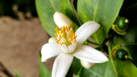 Close up of lemon blossom on tree in the garden, selective focusの写真素材