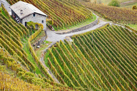 typical vineyard of the valtellina (IT)の写真素材