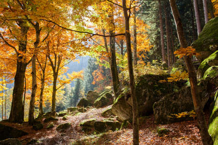 forest in autumn - Valtellina (IT)の写真素材