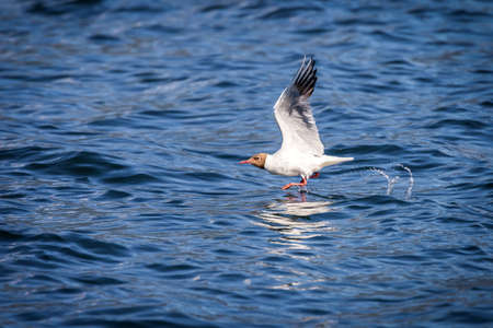 Mediterranean Seagull in fly - (Larus michahellis)の写真素材