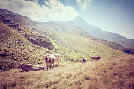 Bruno Alpina cows grazing in the mountainsの写真素材