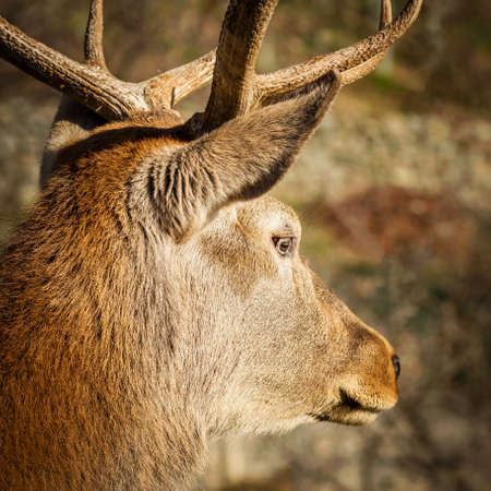 Hart (Cervus Elaphus) - Italian Alpsの写真素材