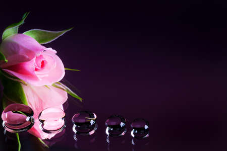 rose with dew drops - close upの写真素材