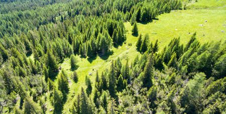 forests from above in the summerの写真素材