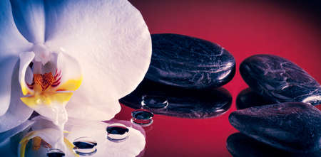 White Orchid with black stones and drops of dewの写真素材