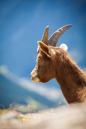 goat of the Alps - portraitの写真素材