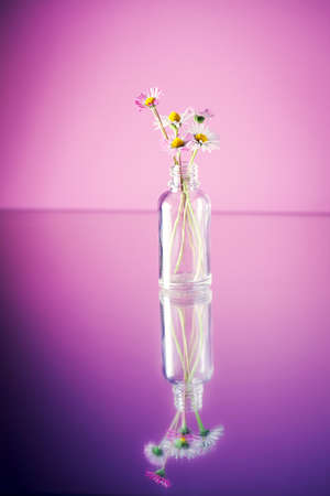 daisy in glass jar - close upの写真素材