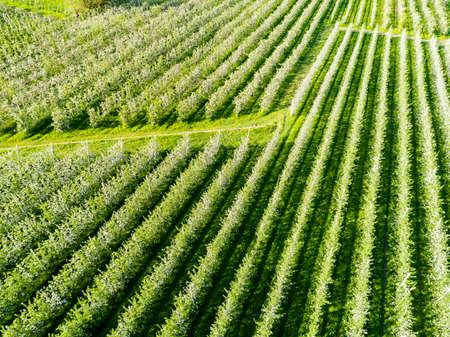 Apple orchard in spring - Aerial viewの写真素材
