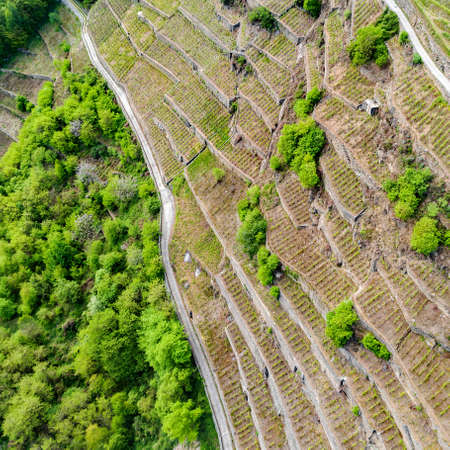Valtellina (IT) - Castionetto di Chiuro - Aerial view of the vineyardsの写真素材